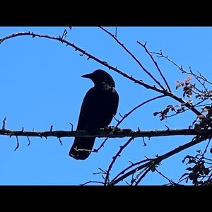 Meet your Posher, Aradia